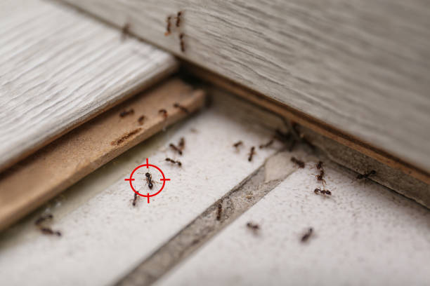 Best Pest Removal Services  in Porterville, CA