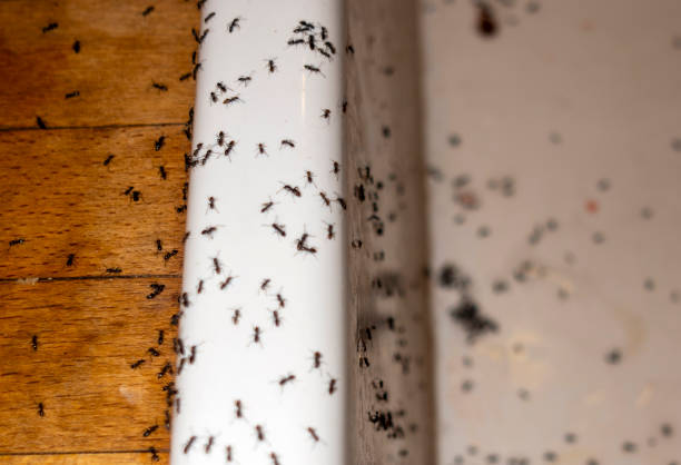 Best Pest Control Near Me  in Porterville, CA